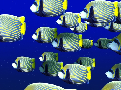 Blue and yellow fish school   small